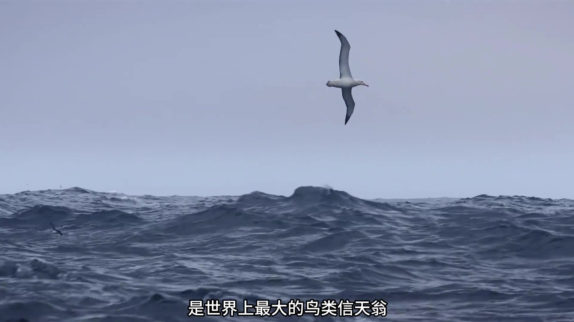 世界上最大的海洋鸟类信天翁了解一下