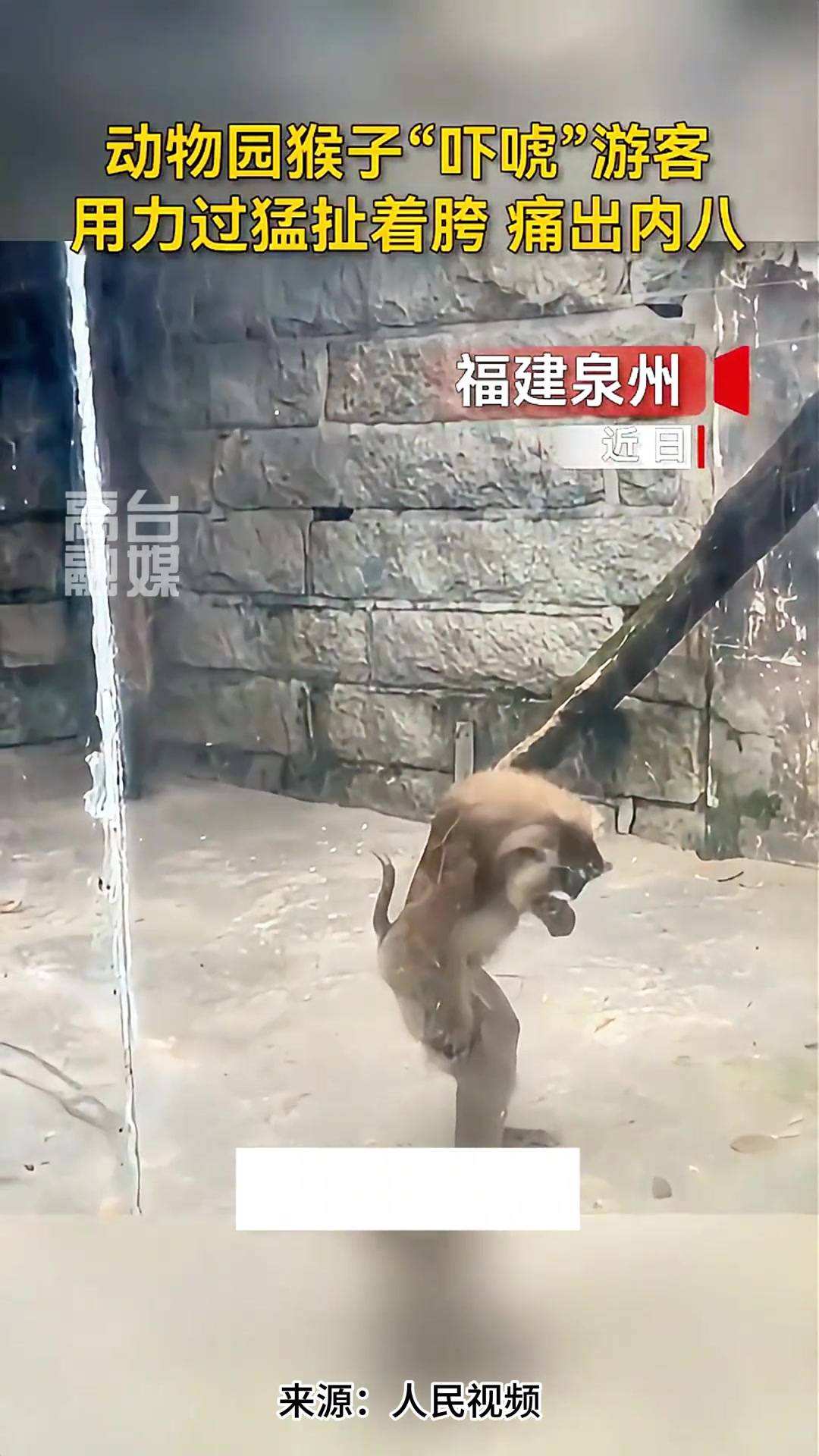 动物园猴子“吓唬”游客 用力过猛扯着胯痛出内八