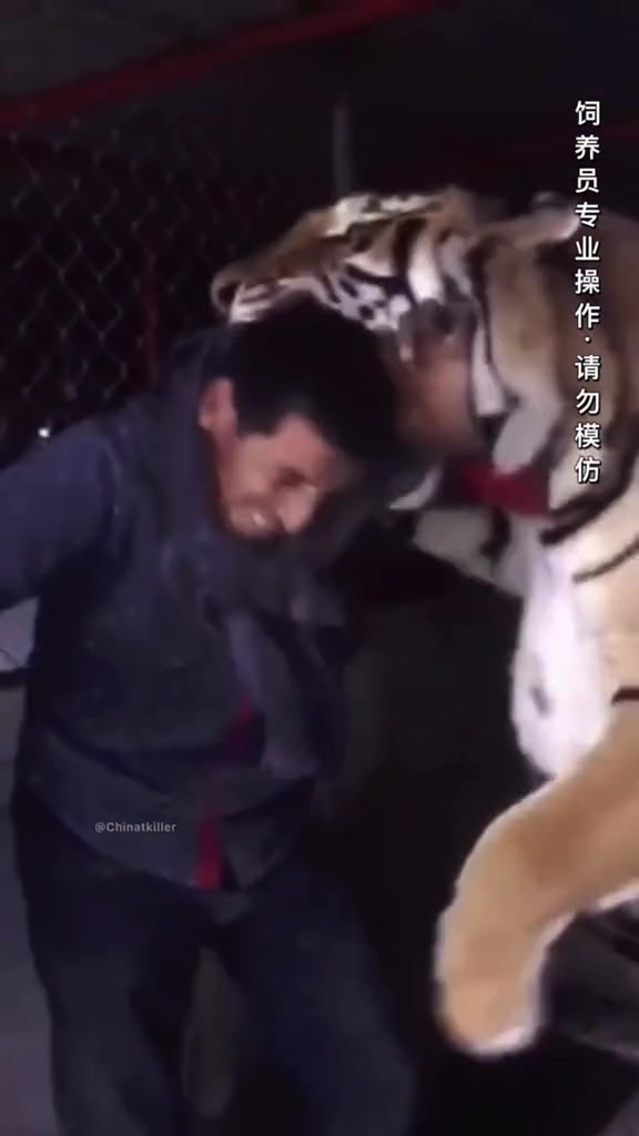 饲养员与老虎互动 最后老虎认真险些出事故