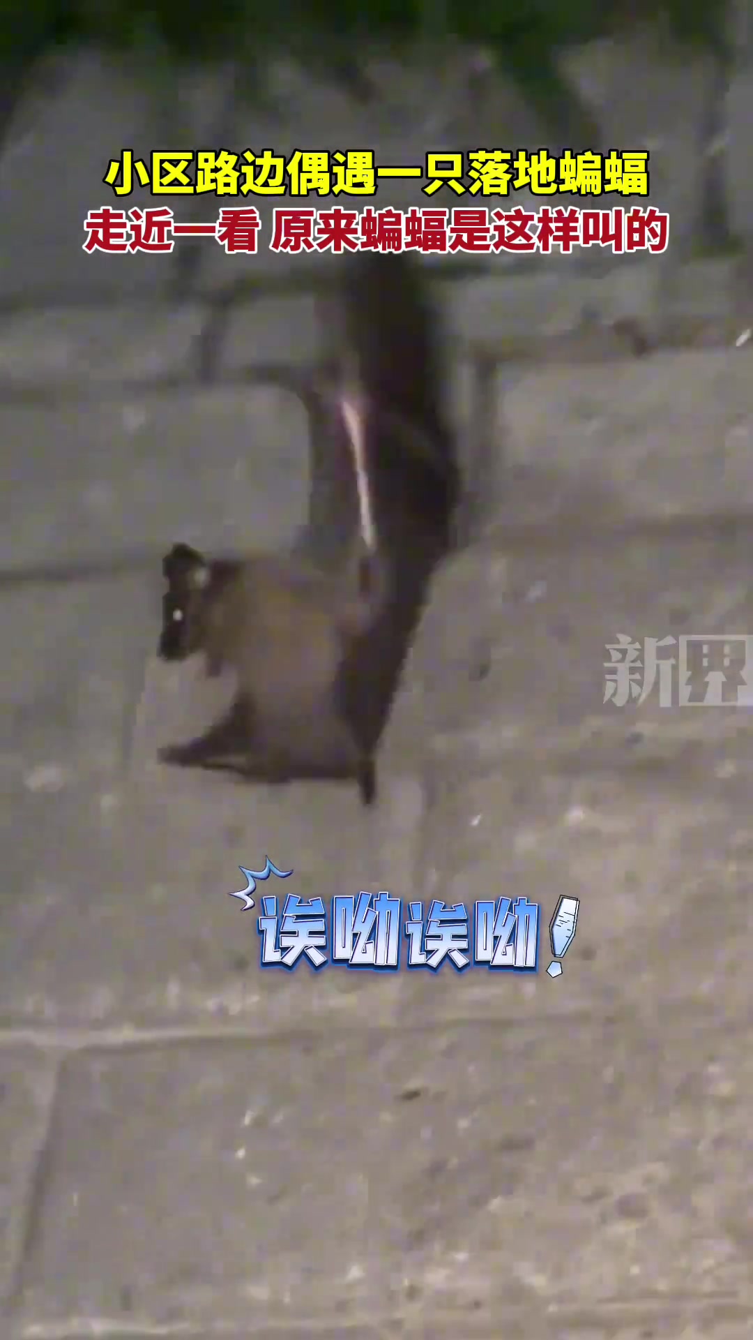 原来蝙蝠是这样叫的~