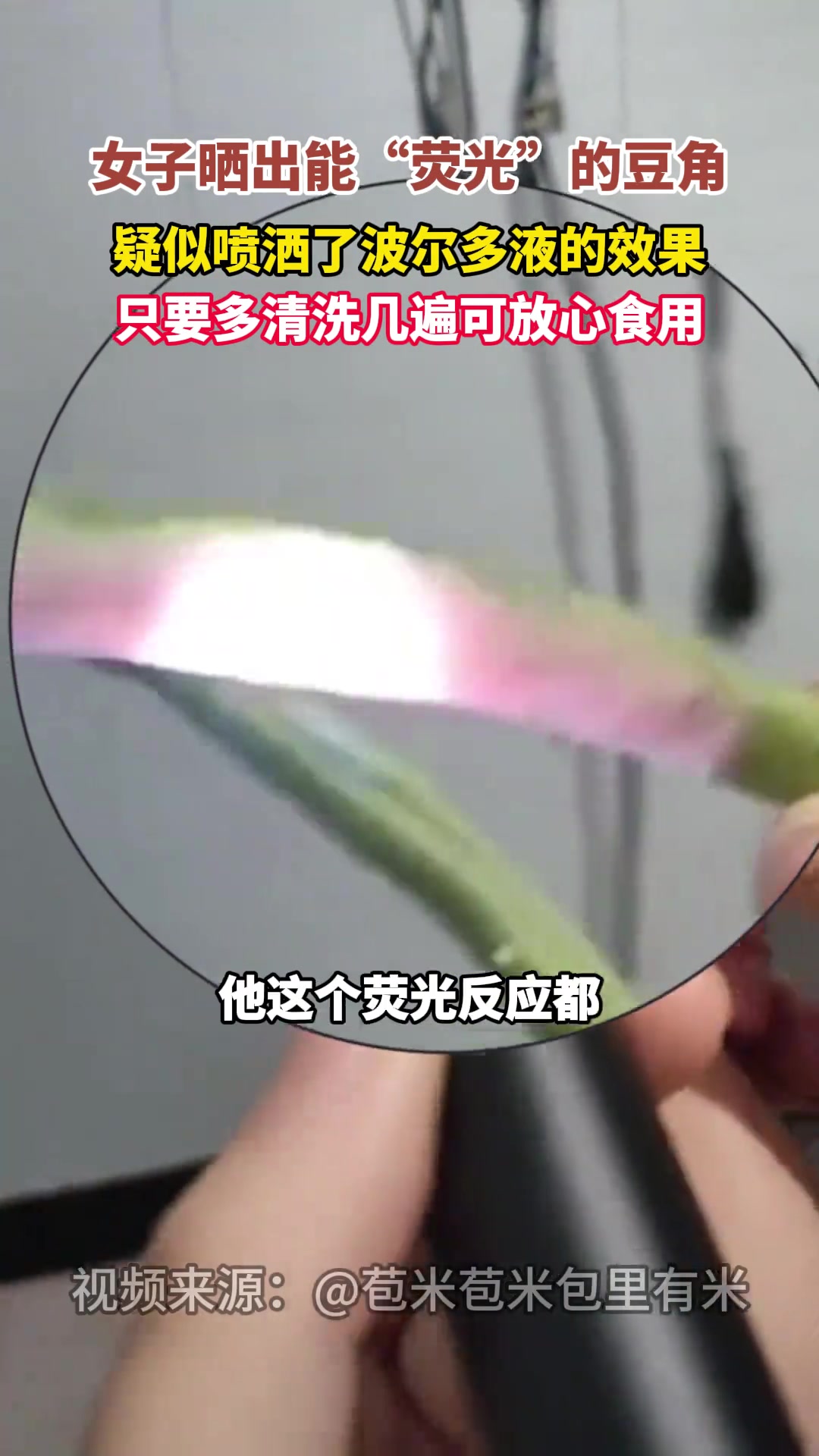 女子晒出能“荧光”的豆角 疑似喷洒了波尔多液的效果