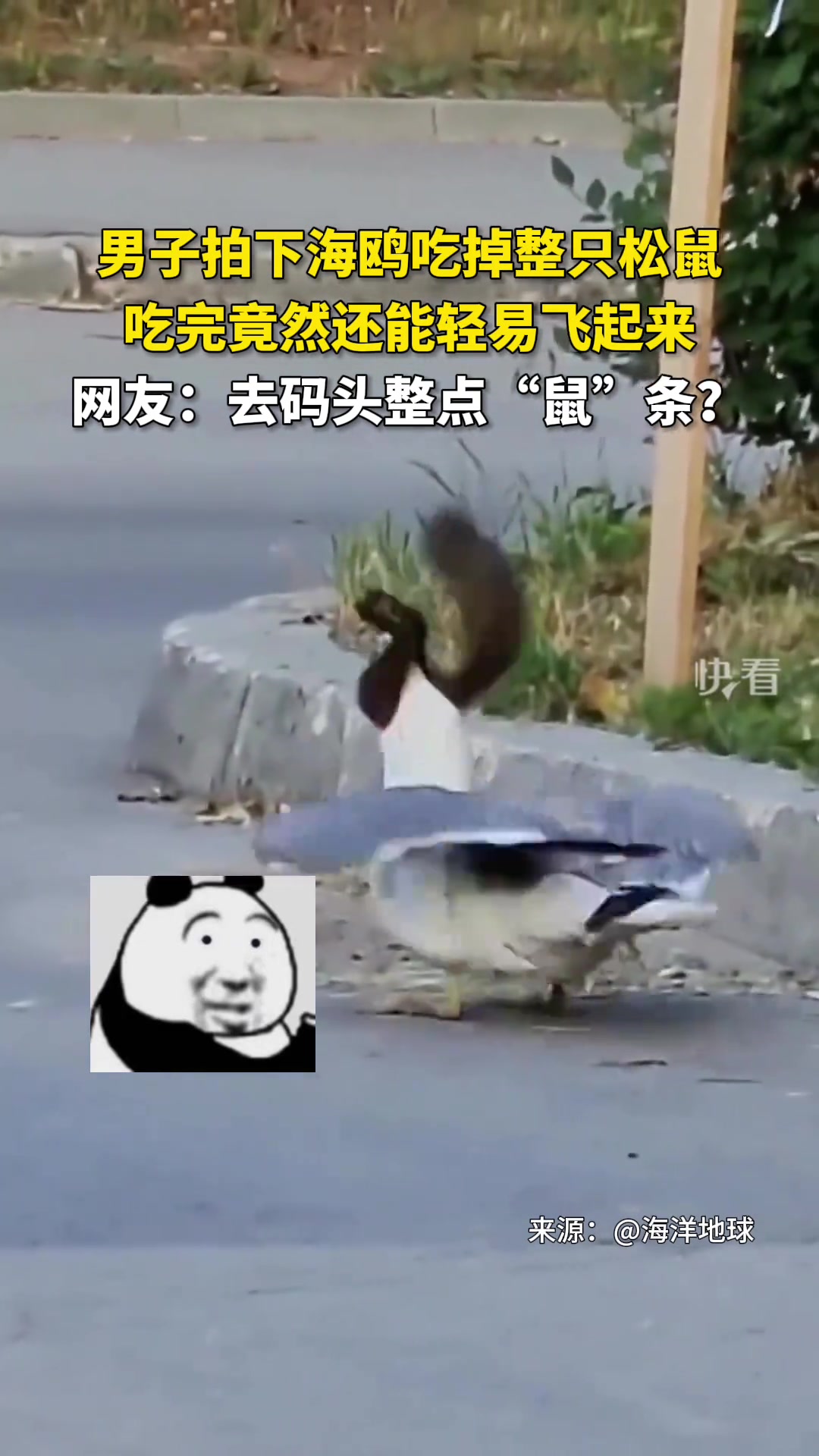不可思议！海鸥吃掉整只松鼠竟然还能轻易飞起来？