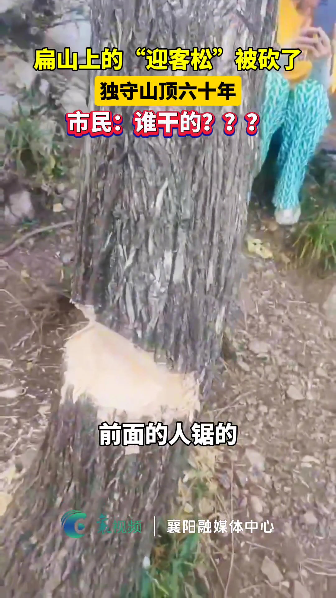 居心莫测！好好的“迎客松”为啥被砍了？