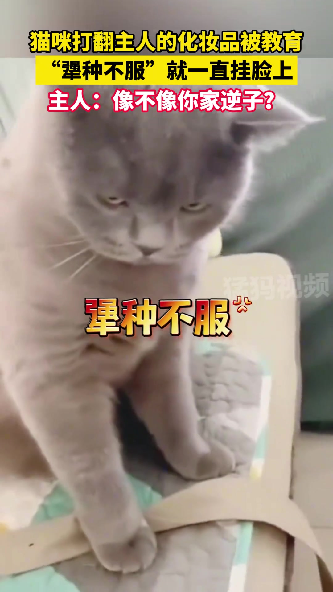 猫咪打翻东西被教育后，犟种“不服”就一直挂脸上！