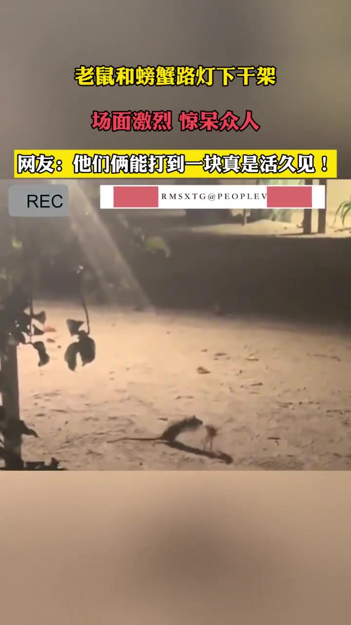 老鼠和螃蟹路灯下干架，场面激烈、惊呆众人