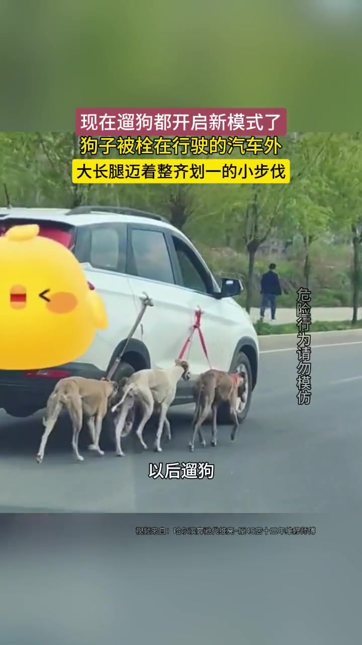 见过骑自行车遛狗的，开轿车遛狗倒是第一次见