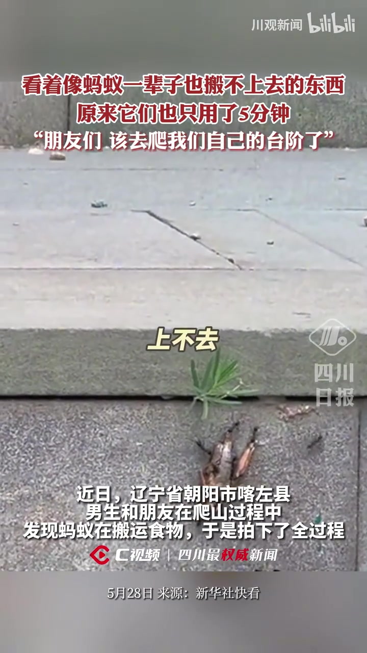 蚂蚁搬蚂蚱，以为一辈子都搬不上去，结果只用了5分钟