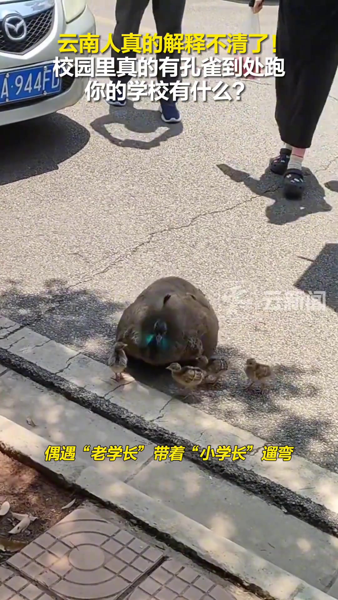 云南人真的解释不清了！校园里真的有孔雀到处跑