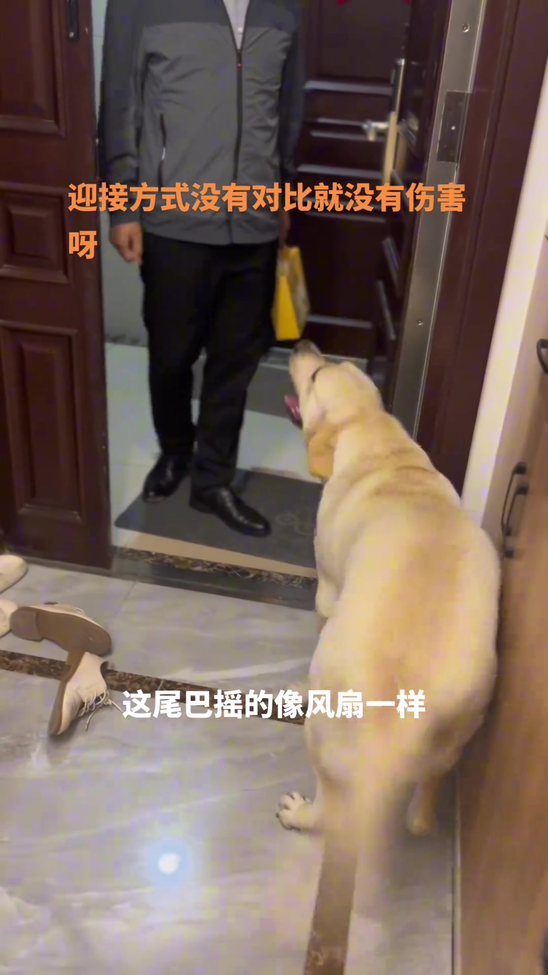 狗子对一家三口回家的迎接方式，没对比就没伤害