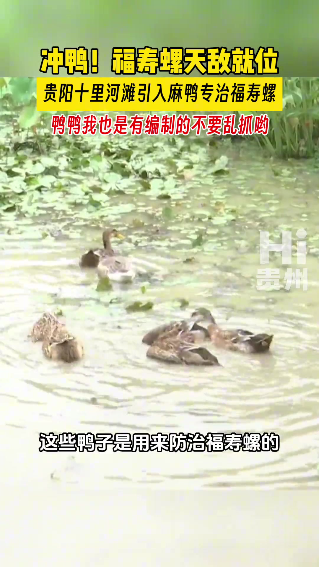 福寿螺天敌就位，鸭鸭荣升编制鸭