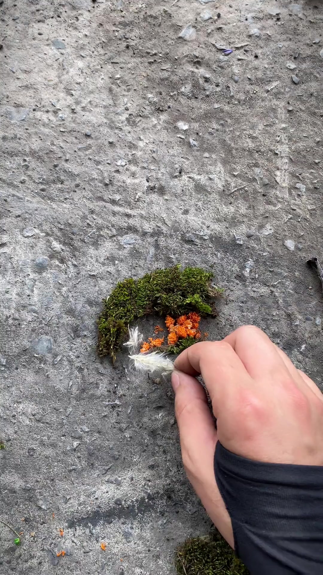 高手！把苔藓拼成图一只“活灵活现”的鸟儿现身了