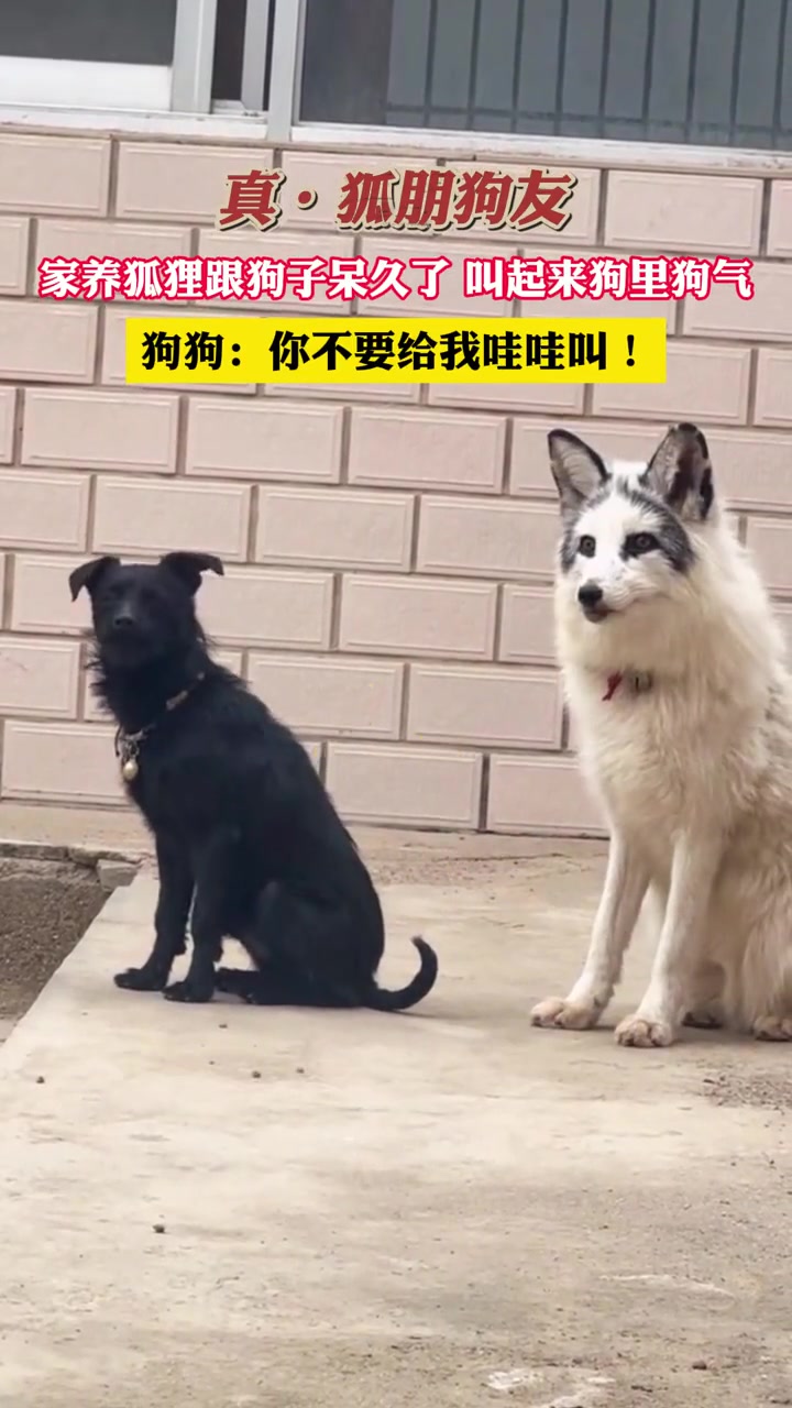真·狐朋狗友！狗汪狐啊！