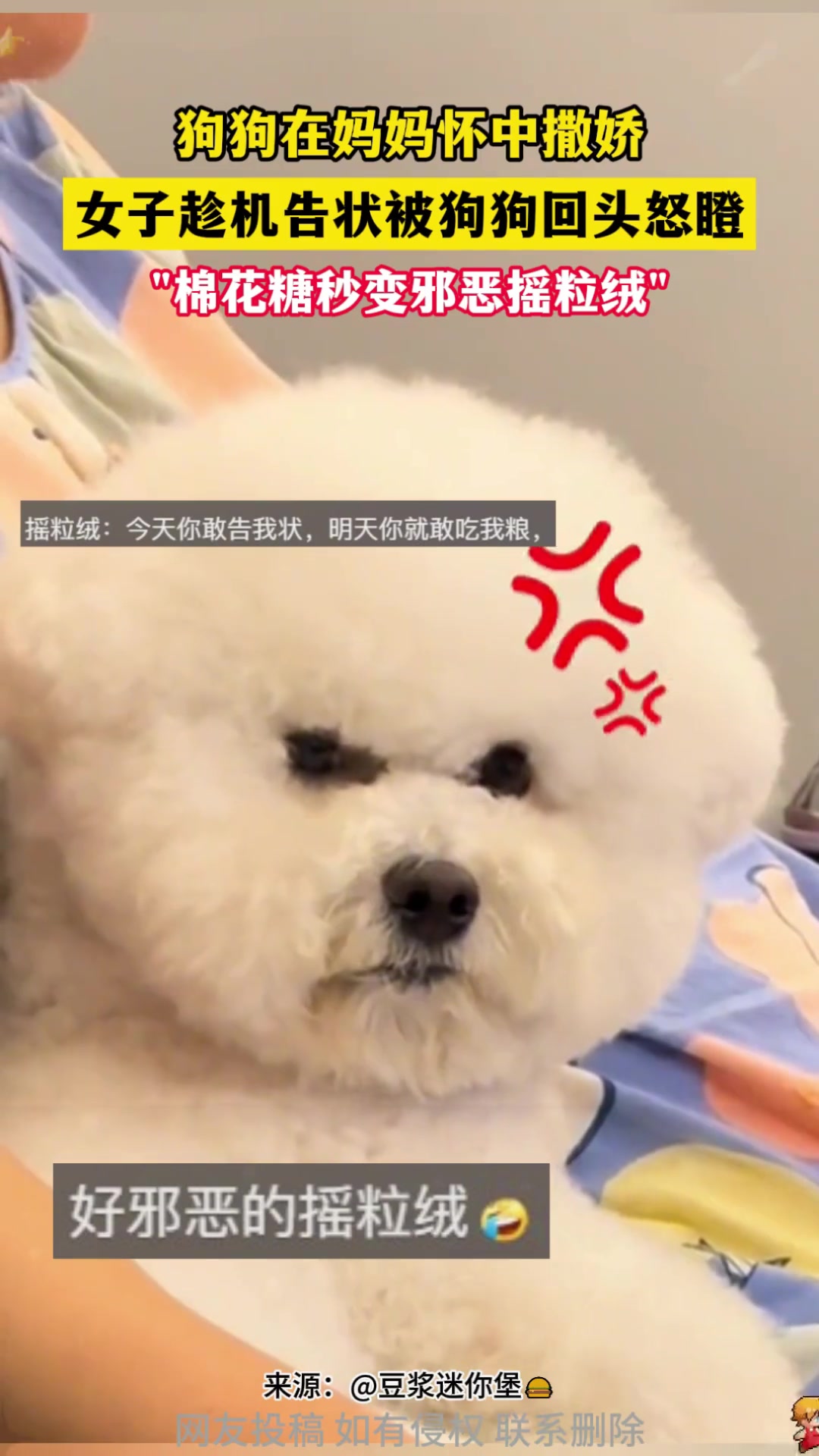 眼神坚毅！狗中怒目金刚！