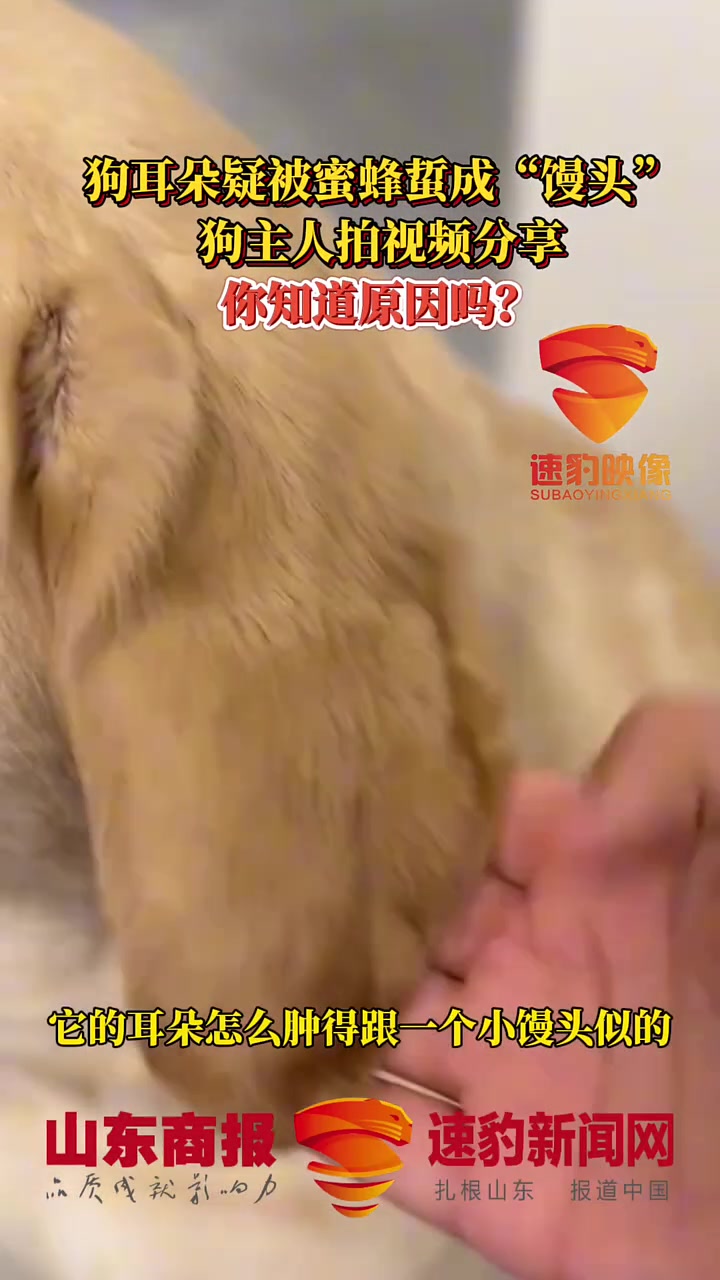 狗子耳朵肿成馒头！主人误以为是蜜蜂咬的！