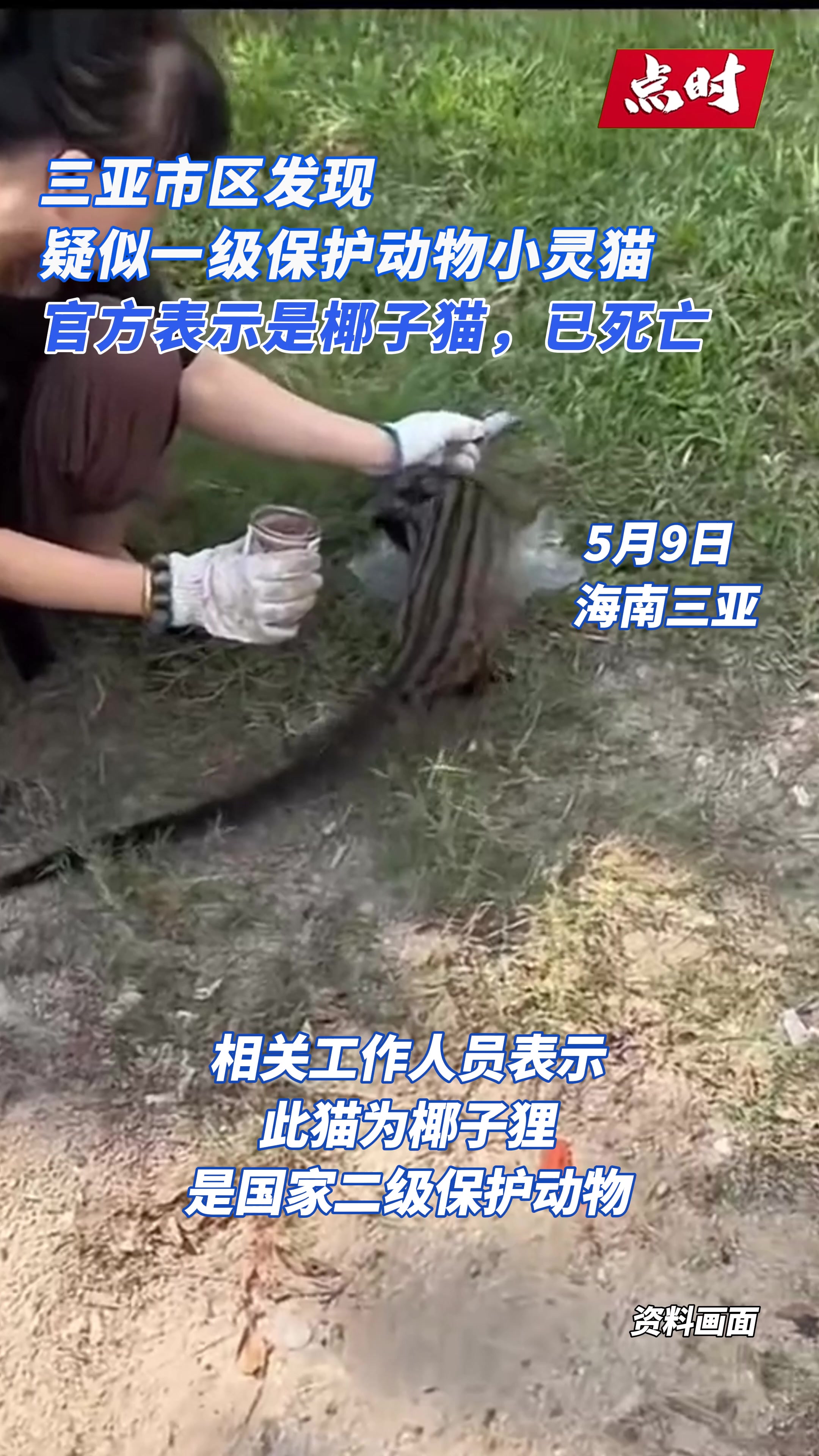 三亚出现椰子狸尾巴比身长！官方：疑误食毒药，已死亡