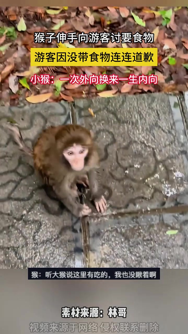 小猴子伸手向游客讨要食物 游客因没带食物连连道歉 ！