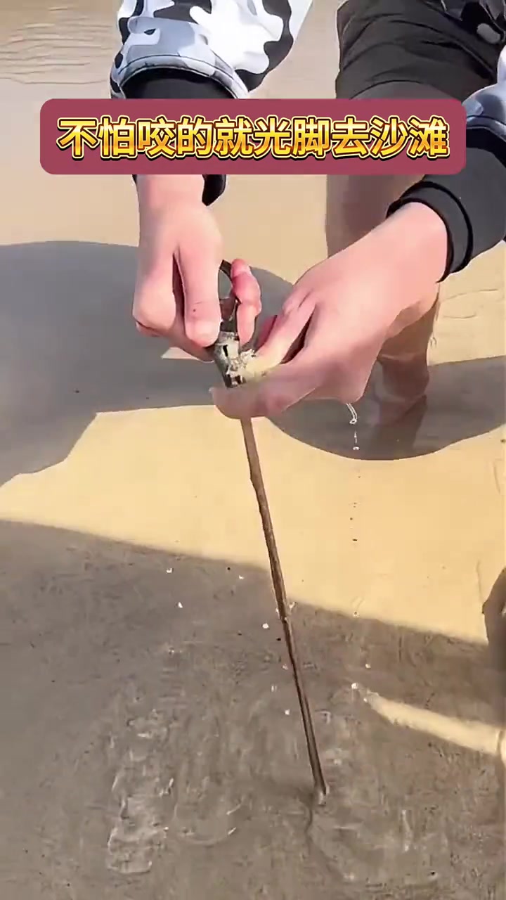 太恐怖了！这是什么异形生物！在海边一定要穿鞋！