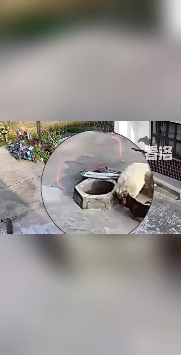 被推入水井！2小时后才被主人发现！两只慌乱掩盖不住!
