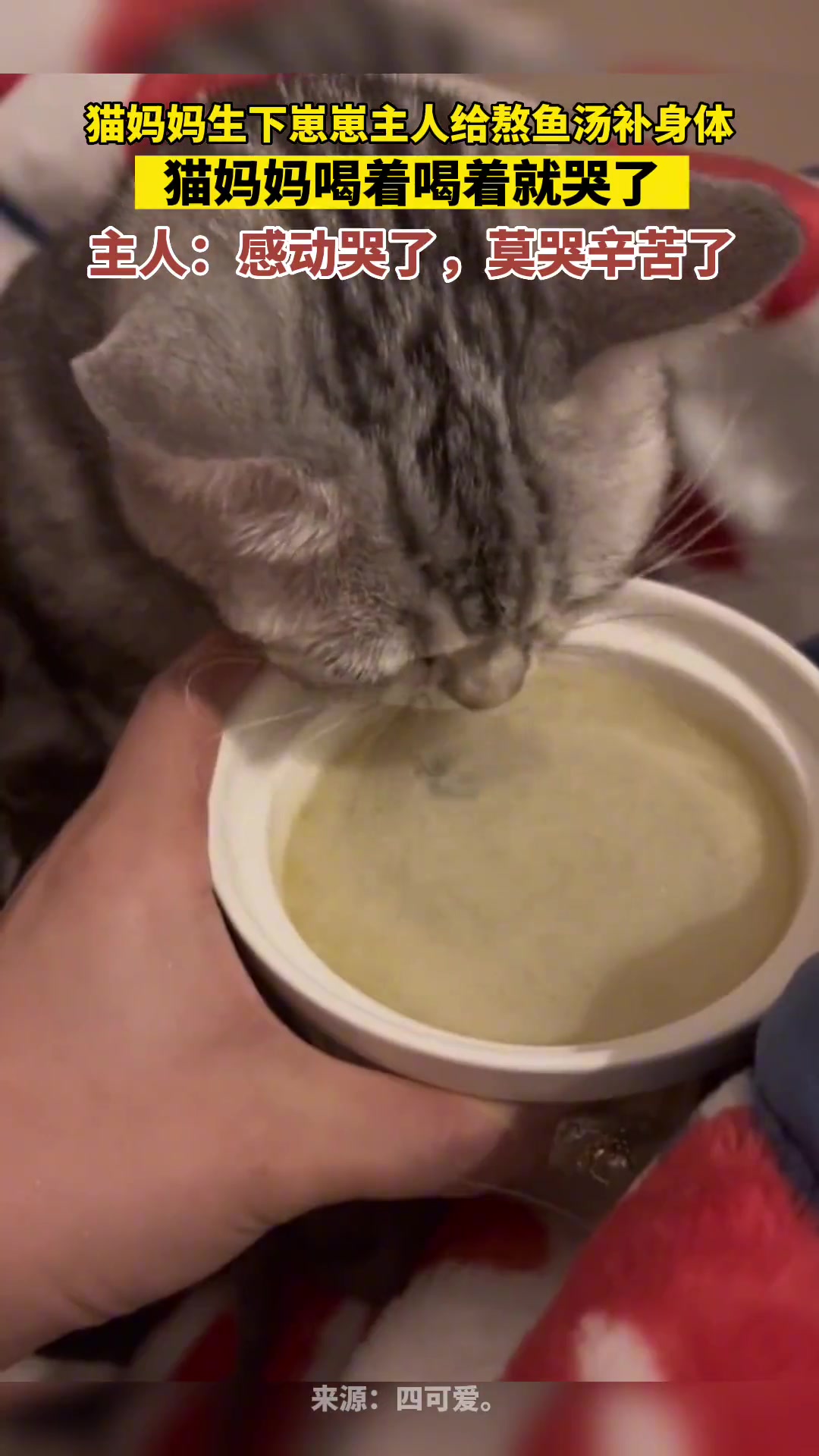 猫妈妈j生下崽崽主人给熬鱼汤补身体，猫猫竟然“哭了”!