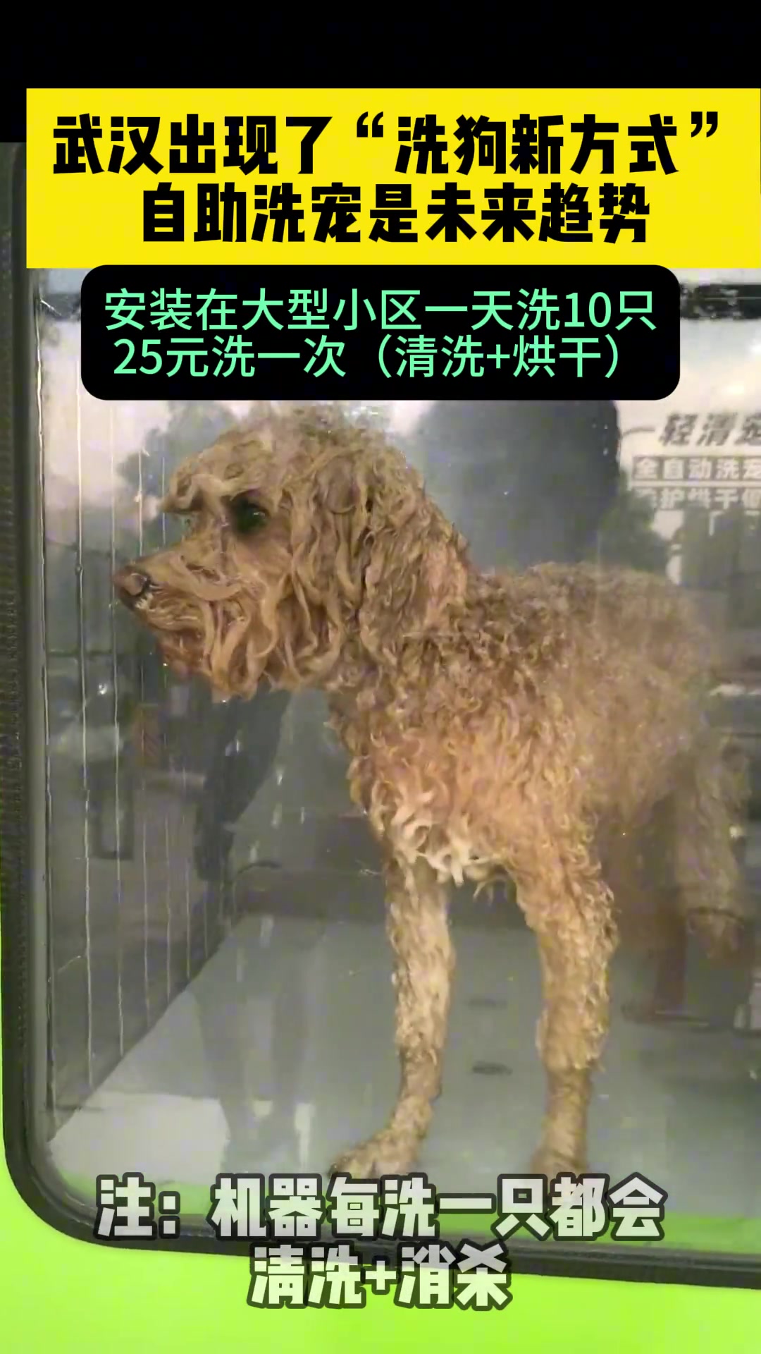 动洗宠机，无需招人，24小时自助洗宠！