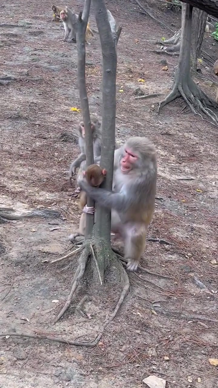 小猴子被卡在树上，猴妈在一旁生拉硬拽，急得团团转！