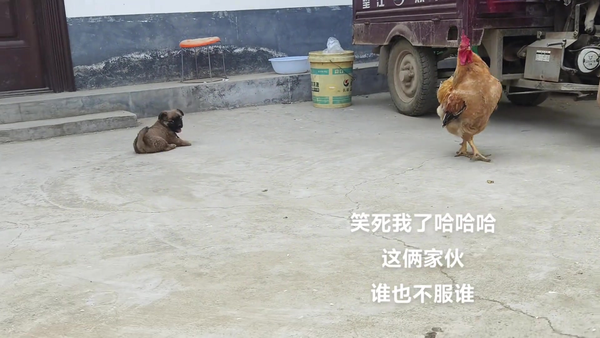 回合制 中华田园犬