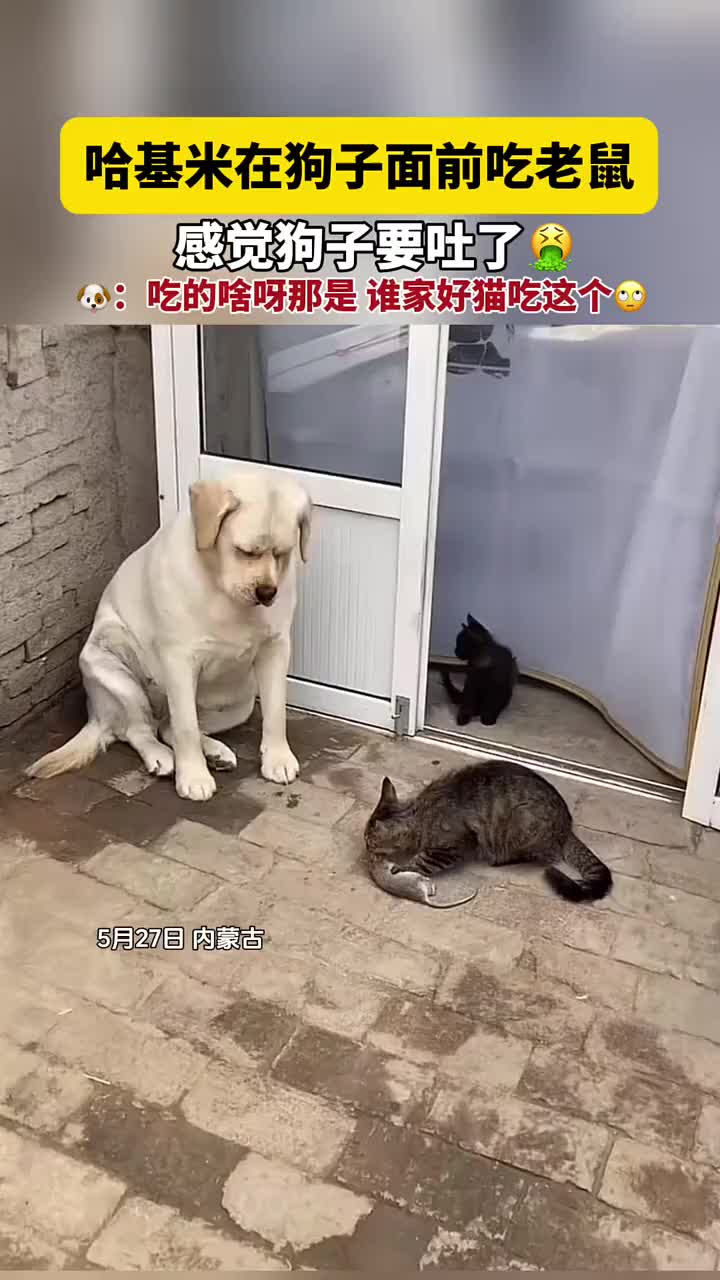 家猫第一次抓老鼠，在狗子面前狂啃，看狗子的表情