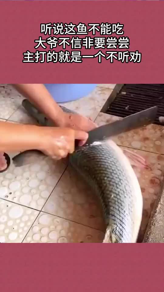 大爷不知道从哪里搞来一条鱼，鳞比铁还硬！根本吃不了