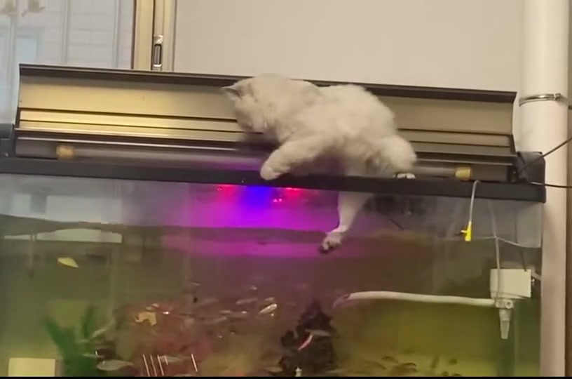 古希腊掌管脚痛的猫猫
