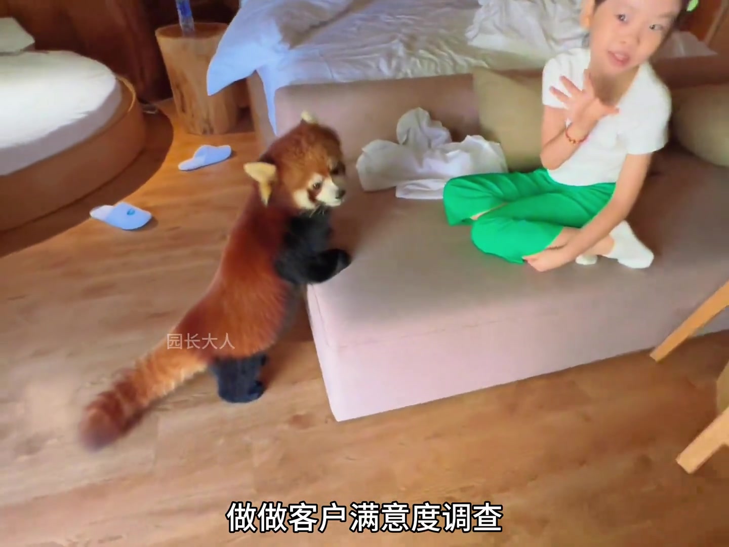 小熊猫，全球最可爱动物第13名