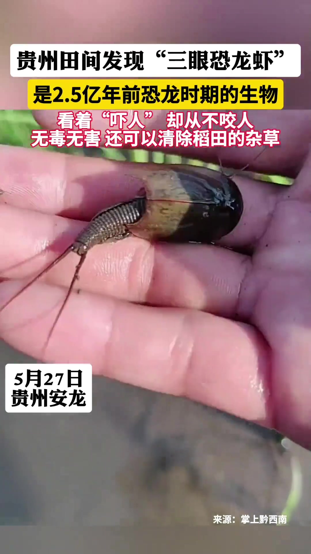 恐龙时期的生物！贵州田间发现活化石三眼恐龙虾