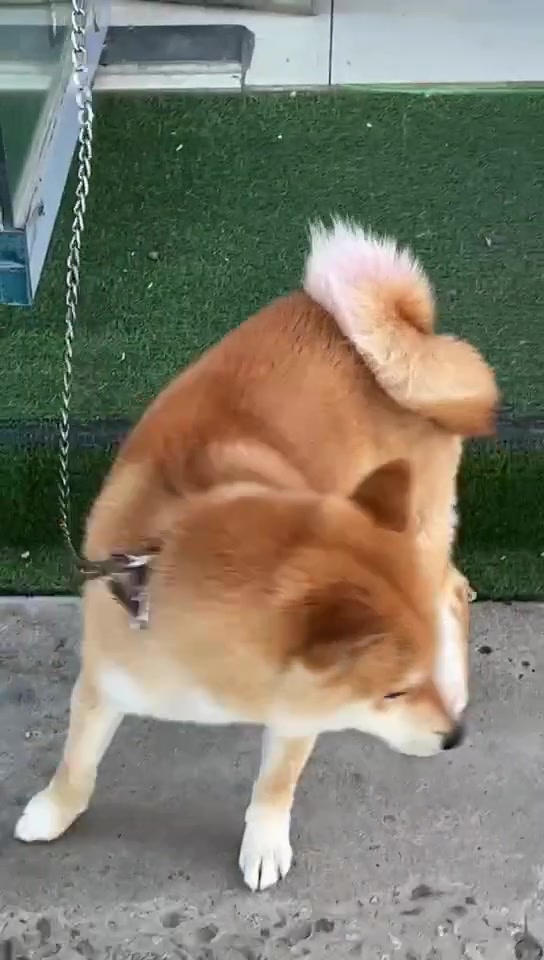 他说了什么？震惊狗狗