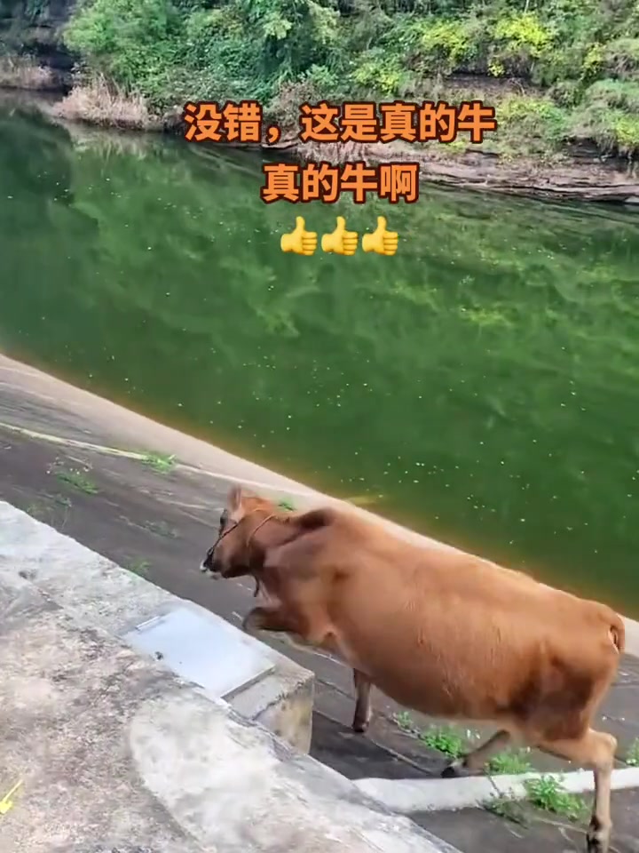 及时刹住了，还好没牛看到！