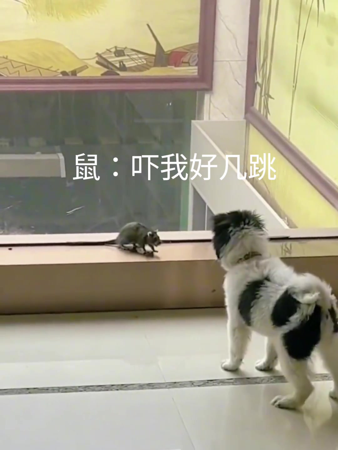 猫：狗哥，怎么抢起我的活来了？