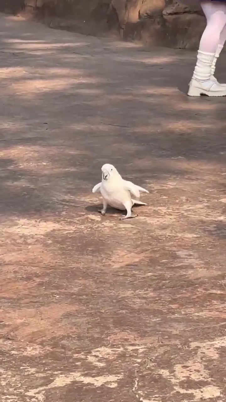 新的舞种出现了：鹦舞