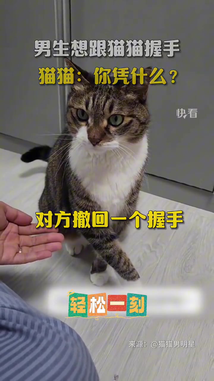 男生想跟猫猫握手，猫猫的反应绝了