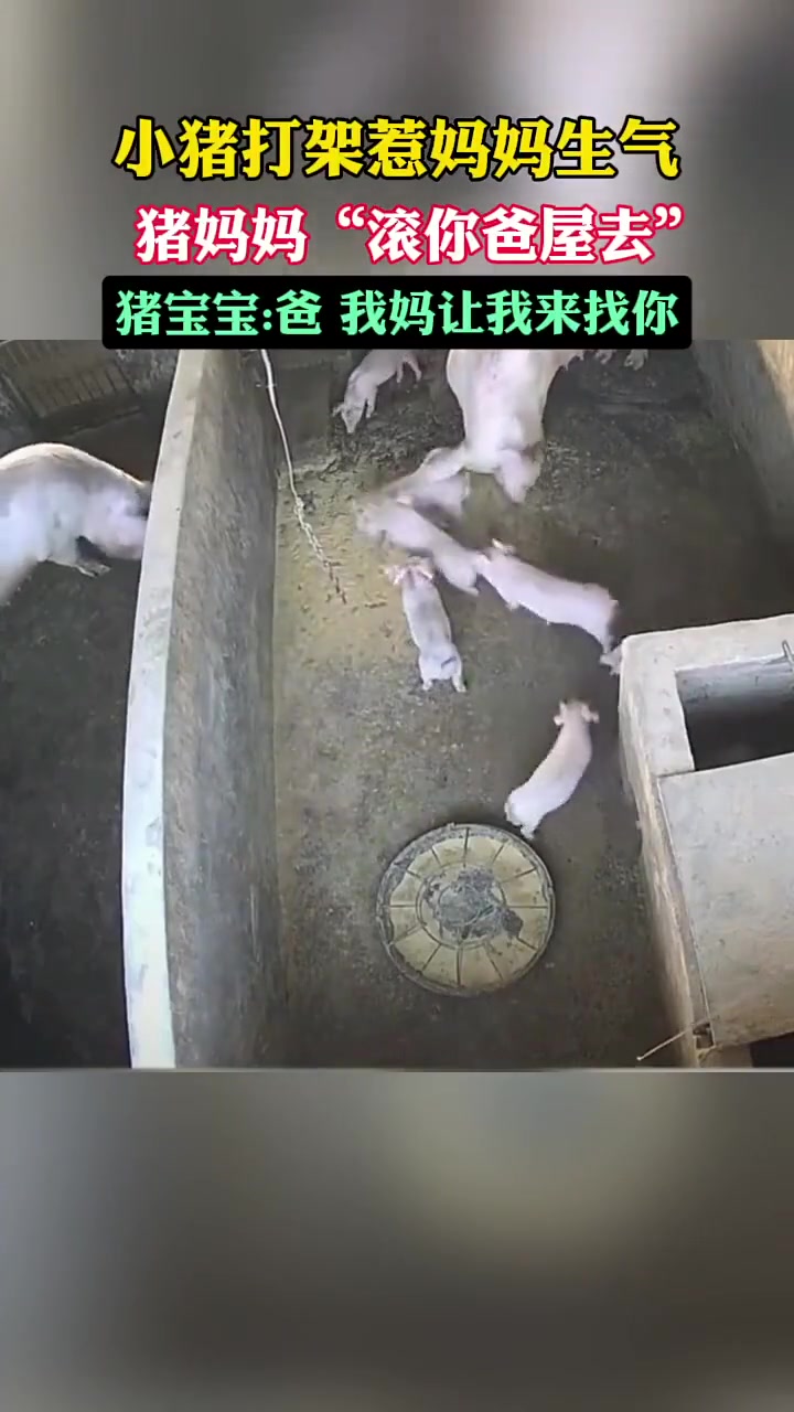 小猪 原地起飞
