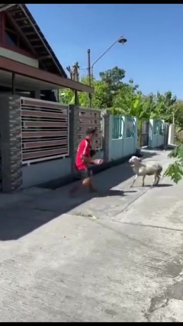 羊:我可以失误很多次，但你只能失误一次