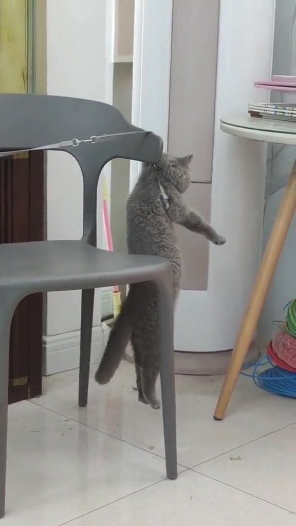 被栓的猫果然没一只是简单的