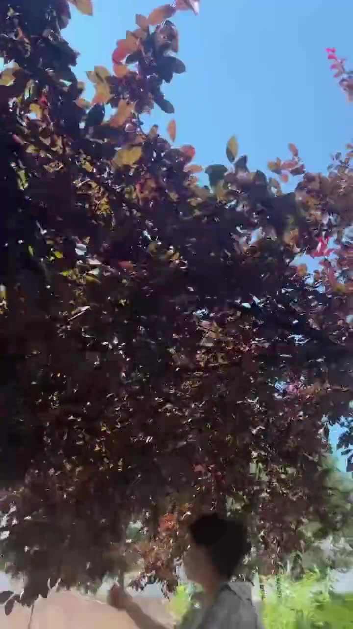 穿着裙子上树！这娘们真飒呀