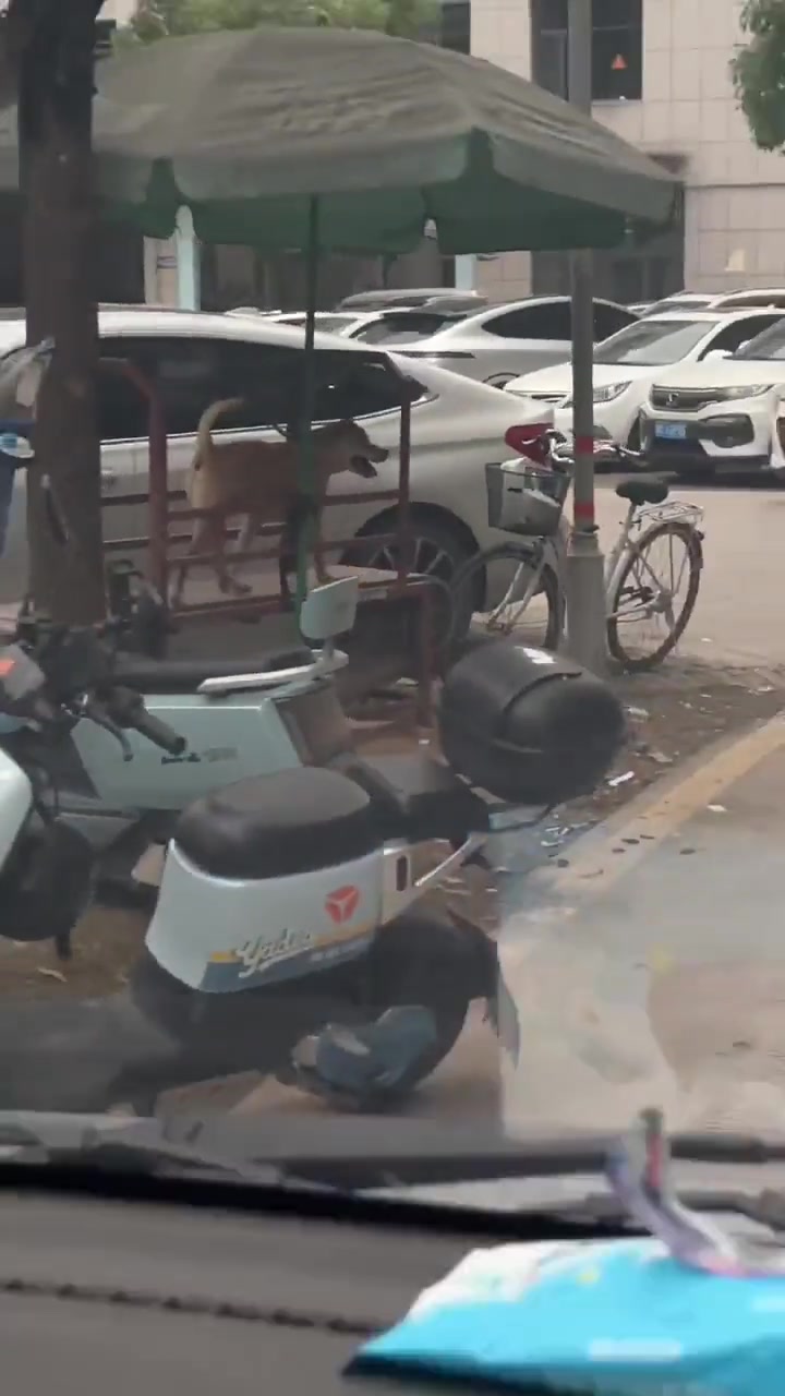 防止狗哥站岗时睡觉，主人也是费尽心思