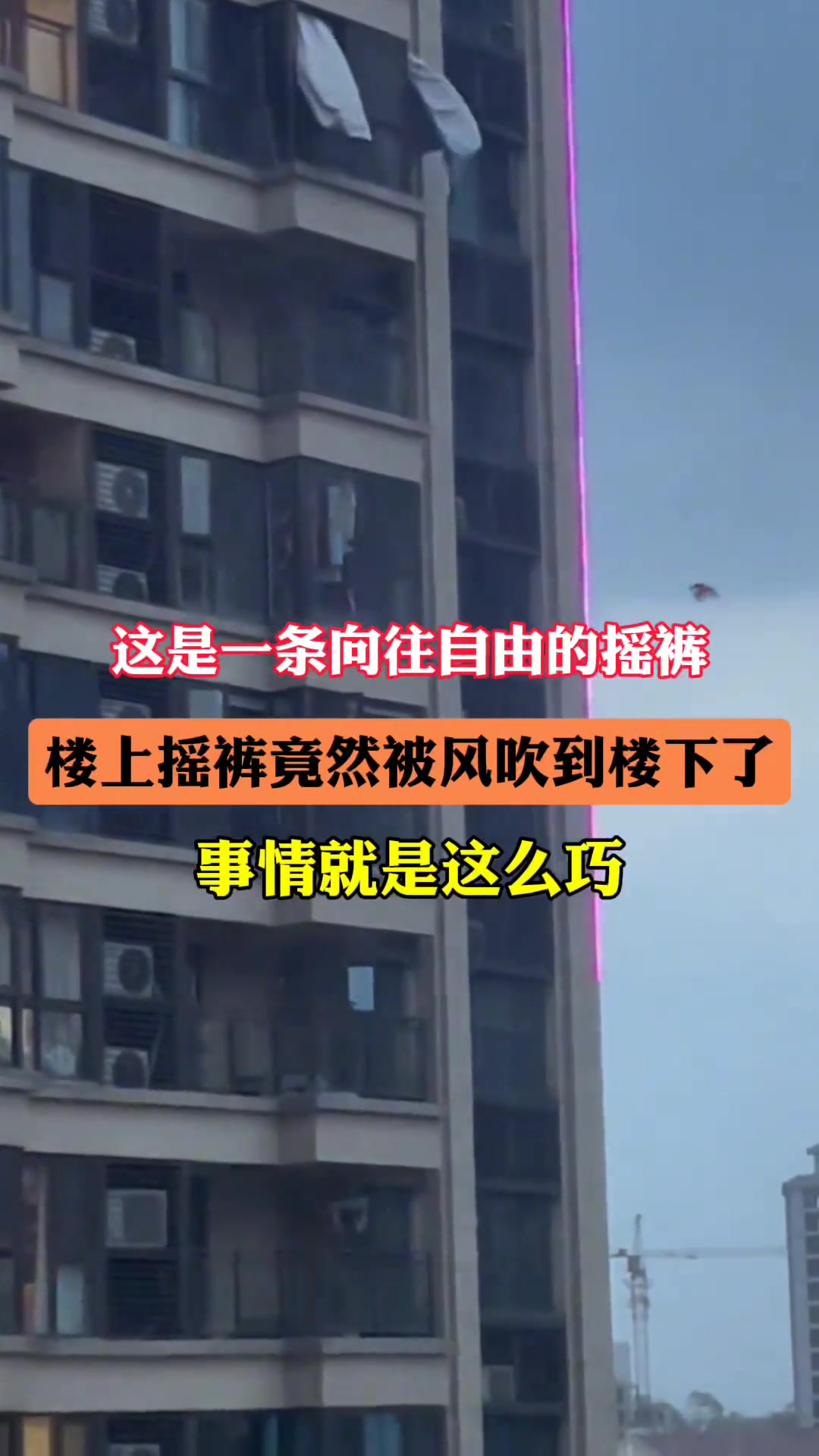 事情就是这么巧 它真是从外面飞进来的