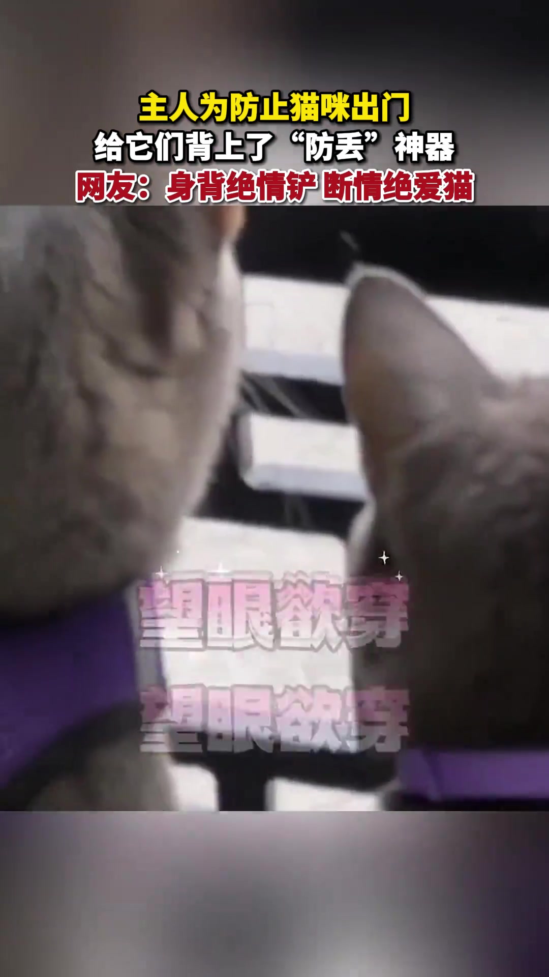 绝了！主人为防止猫咪出门 给它们背上了“防丢”神器