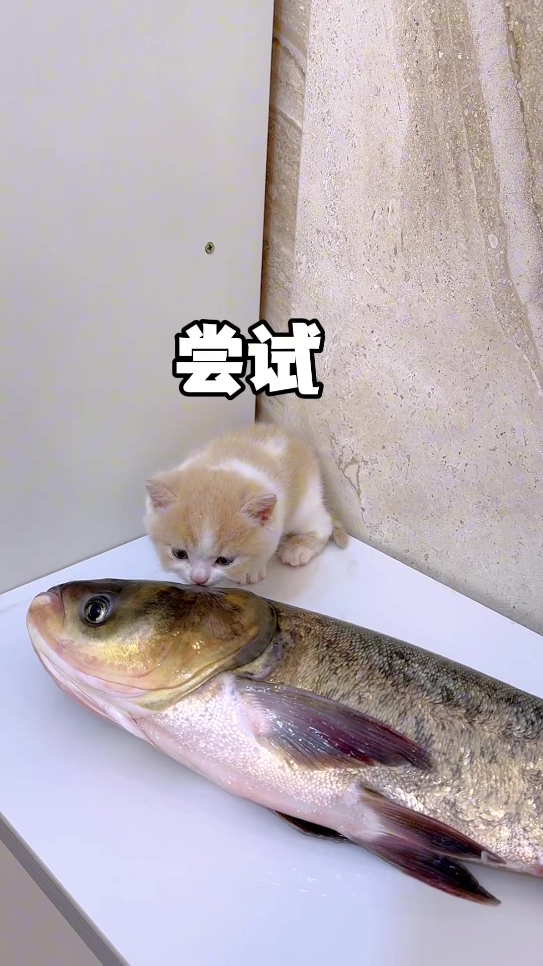 第一次见小猫咪被鱼打了一耳光！
