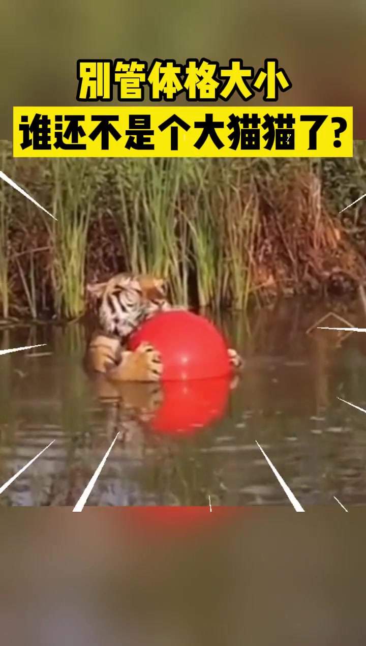 别管体格大小，你就说我是不是个猫猫吧！