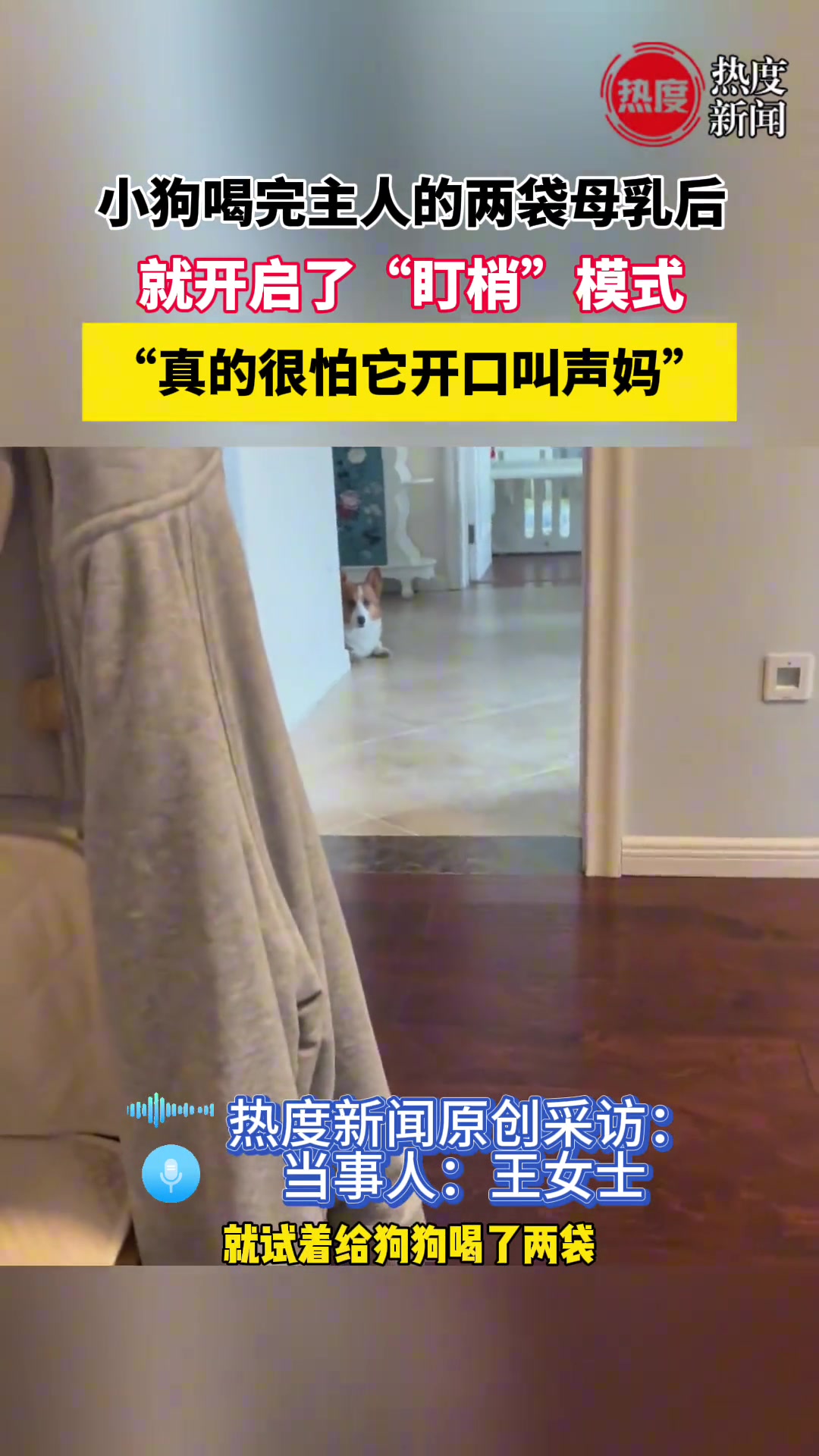 小狗喝完主人的两袋母乳后，就开启了“盯梢”模式