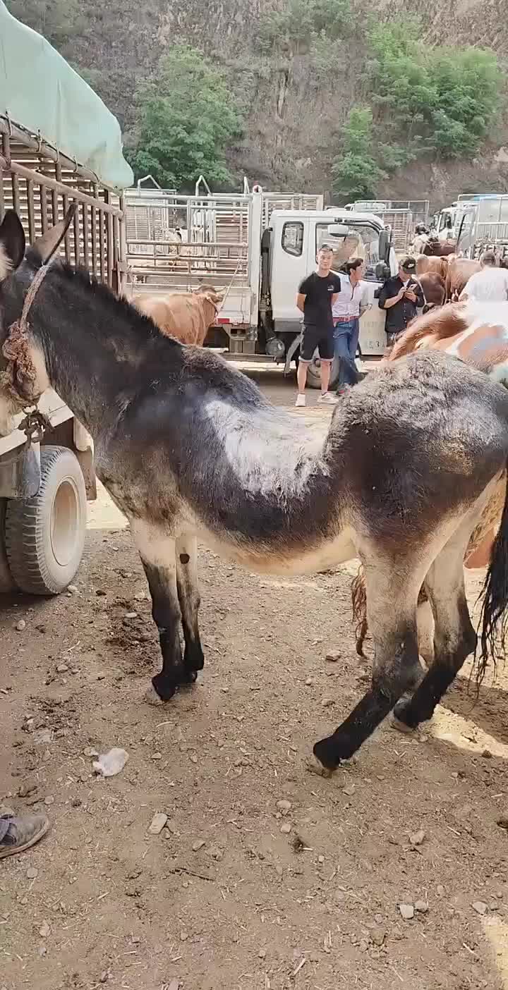 这驴怎么成这样啦？被生活压垮了是吧