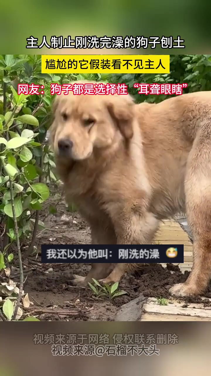 狗都是选择性“耳聋眼瞎”！
