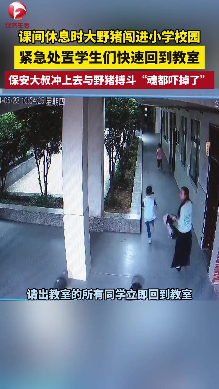 猪突猛进！课间休息时大野猪闯进小学校园！