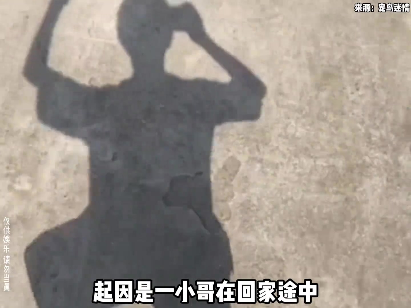 没想到小鸟也会知恩图报 这操作都看傻了 ！